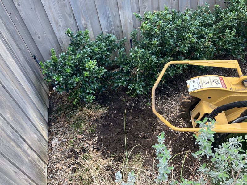 Stump spot ground out between shrubs and a fence