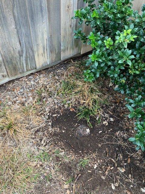 Small stump along a fence line before grinding